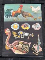 Kip (Jung en Koch), Antiek en Kunst, Antiek | Schoolplaten, Ophalen of Verzenden, Natuur en Biologie