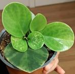 Peperomia magnoliifolia (2), Groene kamerplant, Ophalen of Verzenden, Halfschaduw, Minder dan 100 cm