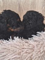 Toy poedel pups  Black en tan en Zwart, 8 tot 15 weken, Parvo, Meerdere, Meerdere dieren