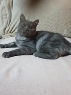 Britse kitten kort haar, Meerdere dieren, 0 tot 2 jaar