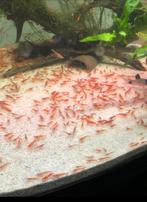 Vuurgarnalen vuurgarnaal cherry shrimp, Kreeft, Krab of Garnaal, Zoetwatervis, Schoolvis