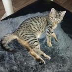 Kitten te koop korte Britse haar  kruising Europese kat, Dieren en Toebehoren, Katten en Kittens | Raskatten | Korthaar