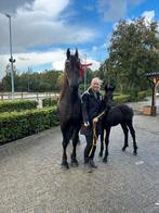 Luxe Lichtvoetig veulen te koop v.Auwert 514, Dieren en Toebehoren, Paarden, Minder dan 160 cm, Niet van toepassing, Dressuurpaard