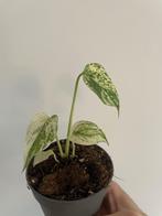 monstera deliciosa white monster, Huis en Inrichting, Kamerplanten, Overige soorten, In pot, Minder dan 100 cm, Groene kamerplant