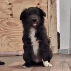 Lieve border collie pup (reutje), Dieren en Toebehoren, Honden | Herdershonden en Veedrijvers, Reu, 8 tot 15 weken, Collie, Meerdere