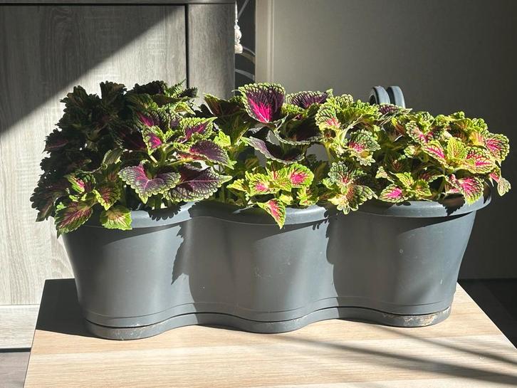 Coleus Siernetel Kamerplant, Huis en Inrichting, Kamerplanten, Overige soorten, Minder dan 100 cm, Groene kamerplant, Halfschaduw