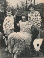 Retro reclame 1959 Koala pyjama's bij de kinderboerderij, Verzenden, Overige typen