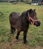 Gevraagd: Vriendinnetje voor onze pony., Ophalen