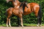 veelbelovend merrieveulen van For Romance x Rousseau, Dieren en Toebehoren, Paarden, Merrie, Gechipt, Niet van toepassing, Dressuurpaard