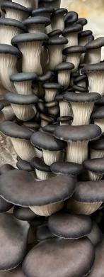 Emmer kant en klaar oesterzwam paddenstoelen substraat, Ophalen of Verzenden, Najaar, Halfschaduw, Zaad