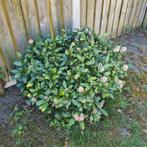 Tuinplant, Ophalen, Vaste plant, Overige soorten