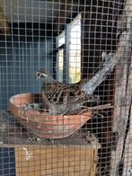 Bronsvleugel duiven, Meerdere dieren, Overige soorten