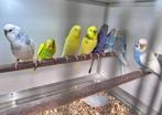Grasparkieten, Dieren en Toebehoren, Vogels | Parkieten en Papegaaien, Meerdere dieren, Parkiet