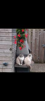 2 super lieve gecastreerde katers, Dieren en Toebehoren, Kater, Langharig, 6 jaar of ouder