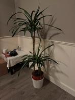 Mooie Dracaena Drakenbloedboom/160 cm, Huis en Inrichting, Kamerplanten, Groene kamerplant, Ophalen, Palm, 150 tot 200 cm