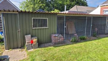 honden ren beschikbaar voor biedingen