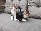 Kittens, Dieren en Toebehoren, Katten en Kittens | Overige Katten, Meerdere dieren, Kortharig, 0 tot 2 jaar