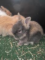 Baby konijntjes (kleurdwerg / leeuwenkop), Dieren en Toebehoren, Konijnen, Meerdere dieren, Dwerg