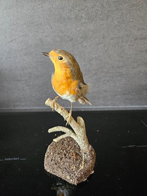 opgezette roodborst, Verzamelen, Dierenverzamelingen, Nieuw, Opgezet dier, Vogel, Ophalen of Verzenden