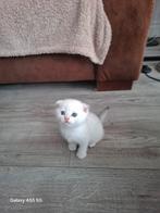 Brits korthaar, Dieren en Toebehoren, Katten en Kittens | Overige Katten, Poes, 0 tot 2 jaar
