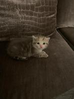 Kitten te koop!!, Dieren en Toebehoren, Katten en Kittens | Raskatten | Langhaar, Poes