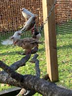 Zebravinken, Meerdere dieren, Tropenvogel