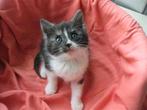 Brits Korthaar, Dieren en Toebehoren, Katten en Kittens | Overige Katten, Meerdere dieren, Kortharig, 0 tot 2 jaar