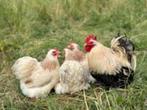 Cochin krielkippen.........., Dieren en Toebehoren, Pluimvee, Vrouwelijk, Kip