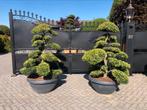 Ilex crenata kinme Tuinbonsai Japanse Import, Ophalen, Minder dan 30 cm, Minder dan 60 cm, Zo goed als nieuw