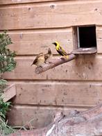 Napoleonwevers, Dieren en Toebehoren, Meerdere dieren, Tropenvogel