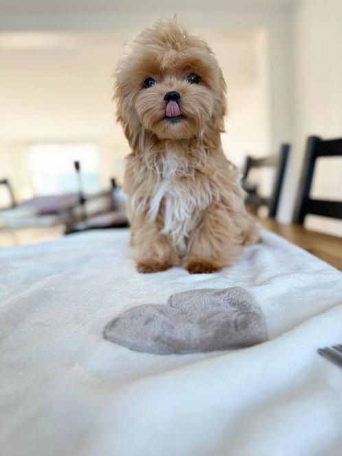 Aziatische Maltipoo F1 Micro pup (Maltezer/Toy Poedel), Dieren en Toebehoren, Honden | Chihuahua's en Gezelschapshonden, Meerdere dieren