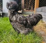 Satin Silkie rooster (Zijdehoen), Mannelijk, Kip