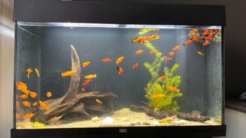 Aquarium met 30+ Vissen beschikbaar voor biedingen