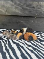 Cavia beertjes gladhaar en teddy, Dieren en Toebehoren, Knaagdieren, Cavia, Mannelijk, Tam, September