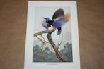 Antieke kleurenlitho - Blauwe Paradijsvogel - Circa 1900 !!, Gebruikt, Ophalen of Verzenden, Voor 1940