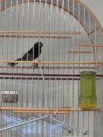 Picolet (Frans-Guyana), Mannelijk, Tropenvogel