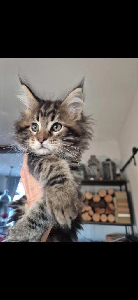 Main coon boys, Dieren en Toebehoren, Katten en Kittens | Raskatten | Langhaar, Meerdere dieren, Ontwormd, Ingeënt