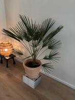 Mexicaanse waaierpalm plant, Huis en Inrichting, Ophalen, 100 tot 150 cm, Palm, Halfschaduw