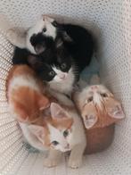 Zeer lieve kittens rood grijs wit zwart bruin tabby, Dieren en Toebehoren, Katten en Kittens | Overige Katten, Meerdere dieren