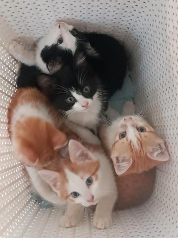 Zeer lieve kittens rood grijs wit zwart bruin tabby beschikbaar voor biedingen