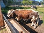 Te huur super witrug dikbilstier en vrb stier, Dieren en Toebehoren, Runderen, Mannelijk