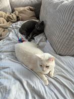 2 katten zoeken een nieuwe thuis, Dieren en Toebehoren, Katten en Kittens | Overige Katten, Meerdere dieren, 3 tot 5 jaar