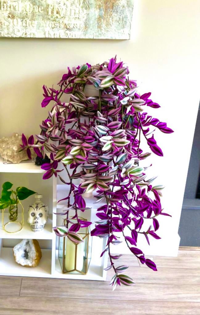 Tradescantia nanouk stekken, Huis en Inrichting, Kamerplanten, Minder dan 100 cm, Halfschaduw, Ophalen of Verzenden