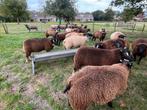 Blauwe-/dassenkop texelaar ramlammeren te koop, Dieren en Toebehoren, Schapen, Geiten en Varkens, Mannelijk, Schaap, 0 tot 2 jaar
