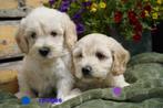 Tibetaanse terrier x labradoodle pups, medium., Dieren en Toebehoren, Honden | Chihuahua's en Gezelschapshonden, Nederland, Overige rassen