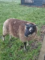 Dassenkop dekram/witte dekram, Dieren en Toebehoren, Schapen, Geiten en Varkens, Mannelijk, Schaap