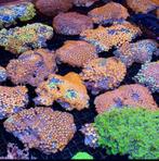 ACTIE! zoanthus stenen nu €39,-, Dieren en Toebehoren, Overige typen, Zoutwatervis