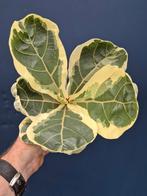Ficus Lyrata Variegata p12 (1)