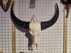 Buffelschedels - Wanddecoratie - Dieren schedel - Ram, Kouwehoek 1b, Cave & Garden, Nieuw, Ophalen of Verzenden