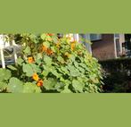 Gratis zaadjes Oost-Indische Kers, Ophalen, Overige soorten, Volle zon